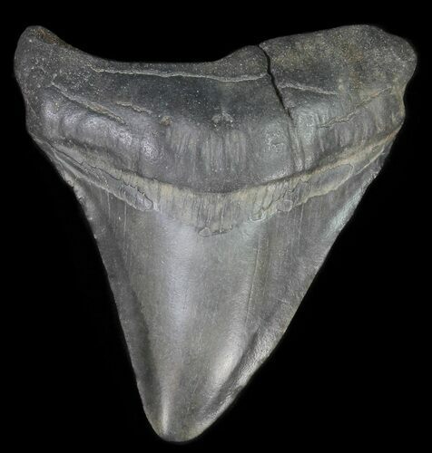 Fossil Megalodon Tooth - Georgia #65761